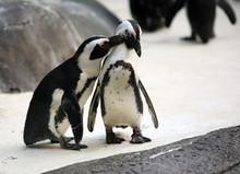 Cute Affectionate Penguin Couple At The Zoo