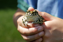 Youth Holds A Frog