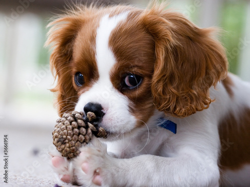 Fotomural Cavalier King Charles Spaniel Puppy