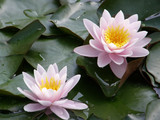water lily