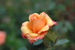 gelb orangene rose