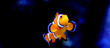 Striped Clownfish