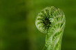 Single young fern unfolding against blurry green background..