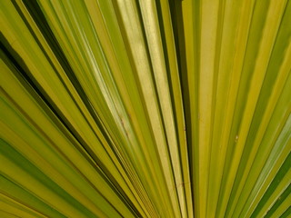 Wall Mural - Plante tropicale