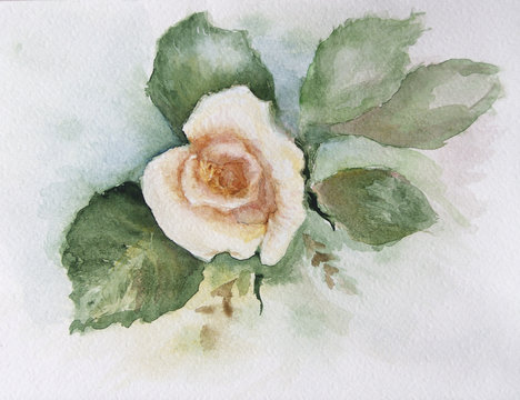 rose water-colour 3