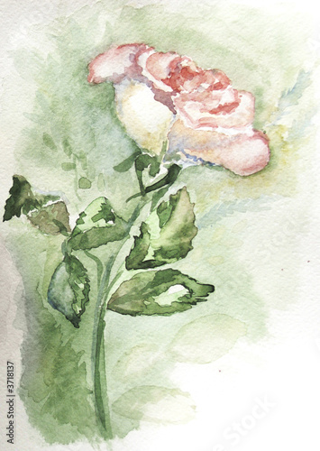 Naklejka dekoracyjna white rose 2