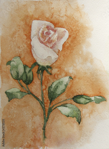 Tapeta ścienna na wymiar white rose 