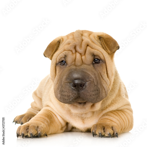 Fototapeta na wymiar Sharpei in front of a white background