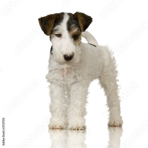 Jalousie-Rollo - Fox terrier in front of white background (von Eric Isselée)