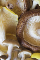 Wall Mural - Selection of Raw Mushrooms