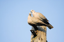 A Pair Of Collared Doves Together
