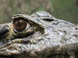 Krokodil, Jacaré,  Amazonas