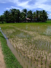 Wall Mural - Campagne et rizieres, Kampot