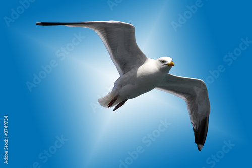 Fototeppich diamond velvet - seagull star (von Andrew Breeden)