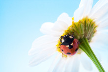 Ladybug On Flower Over Blue Sky