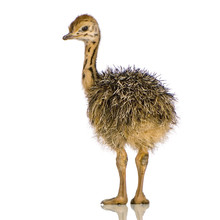 Ostrich Chick In Front Of A White Background