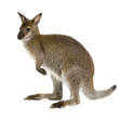 Wallaby in front of a white background