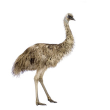Emu In Front Of A White Background