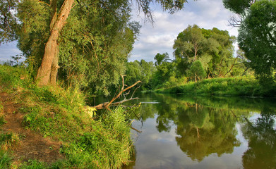 Canvas Print - green trees and its reflections in the river