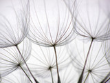 Fototapeta Dmuchawce - dandelion seed