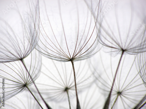 Fototapeta na wymiar dandelion seed