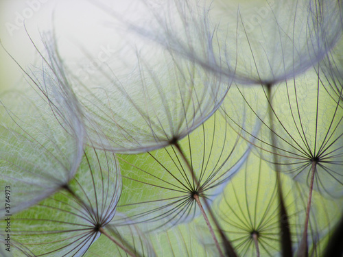 Naklejka dekoracyjna dandelion seed