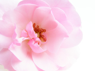 pink pastel rose