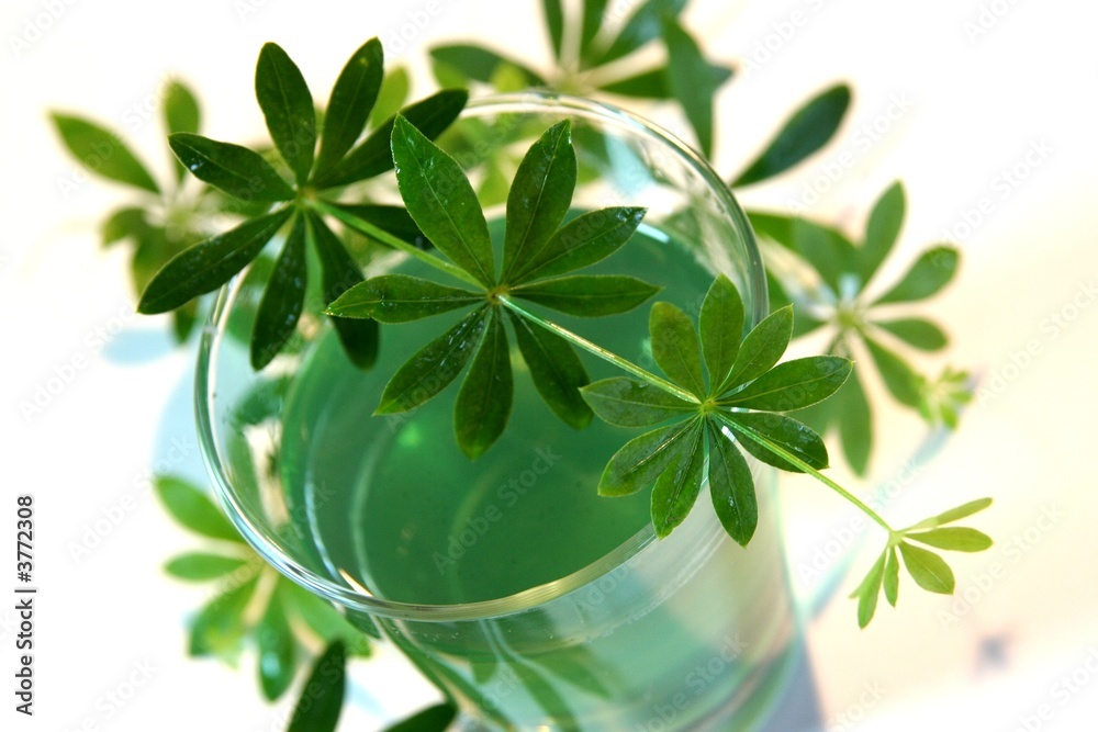 Stock-Foto „Waldmeister“ | Adobe Stock