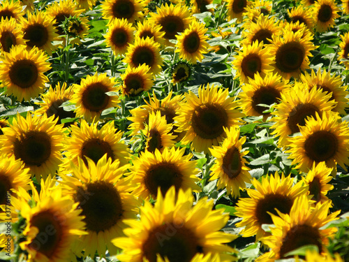 Nowoczesny obraz na płótnie Sonnenblumenfeld