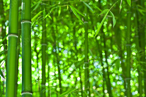 Fototapeta do kuchni Zen bamboo forest