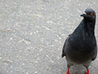Pigeon on sidewalk