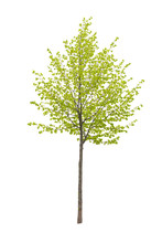 Young Tree Isolated On A White Background
