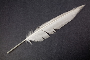 a white Feather, Quill Pen