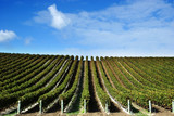 Fototapeta Big Ben - grape vines at winery