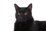 Fototapeta Pokój dzieciecy - black cat portrait, isolated 