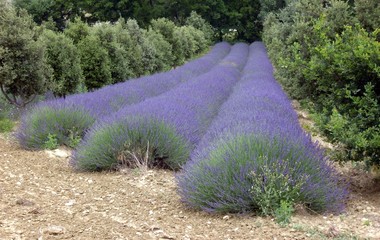 Poster - Lavendel 04