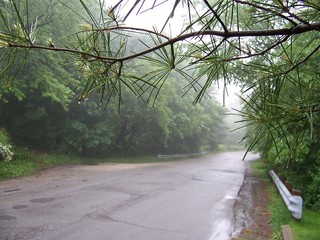 Wall Mural - After rain