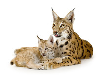Lynx And Her Cub In Front Of A White Background