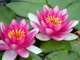 water lily