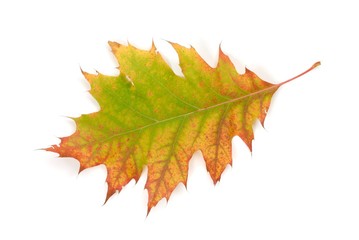 Wall Mural - leaf