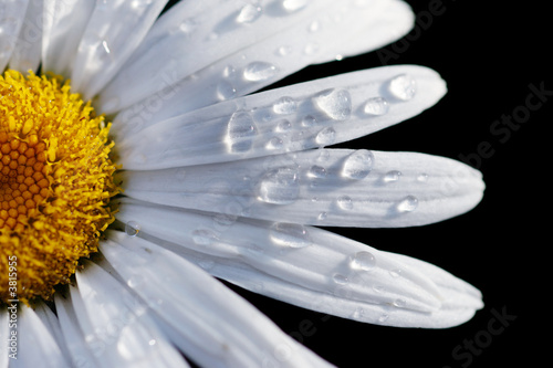 Macro close-up of a daisy flower isolated on black. Canvas Print