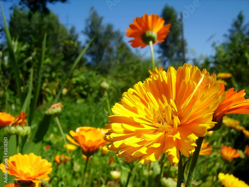 Nowoczesny obraz na płótnie Orange calendulas