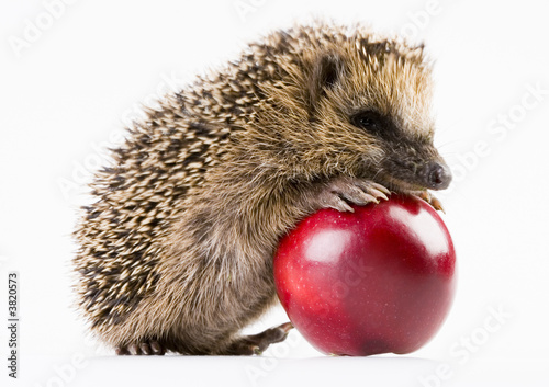 Foto-Fahne - Happy hedgehog (von Sebastian Duda)