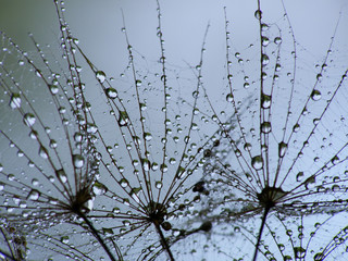 Canvas Print - wet dandelion seed