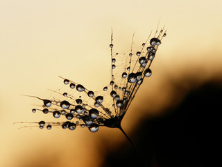 Canvas Print - wet dandelion seed