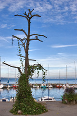 Sticker - Walking yachts in small port of medieval city on a coast 