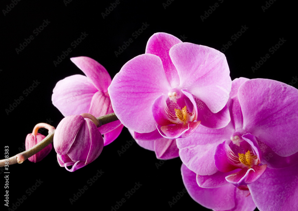 purpurowa-orchidea-na-czarnym-tle