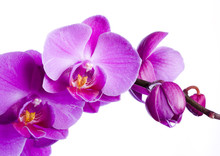 Purple Orchid On The White Background