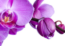 Purple Orchid On The White Background