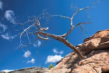 Dead Tree On The Rock Against Blue Sky